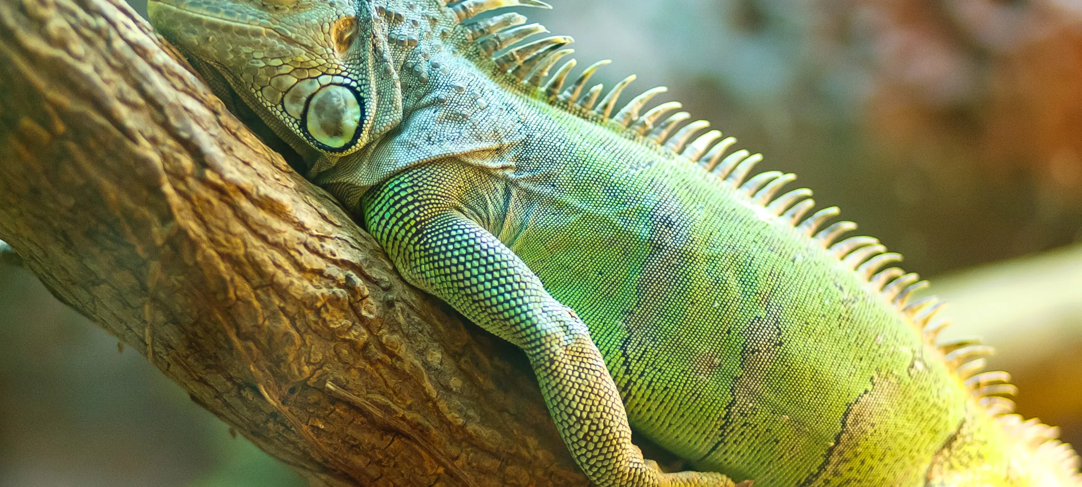 Lizard laying on branch